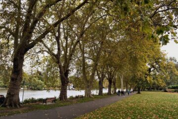 Trees and a path beside the River Thames in Canbury Gardens