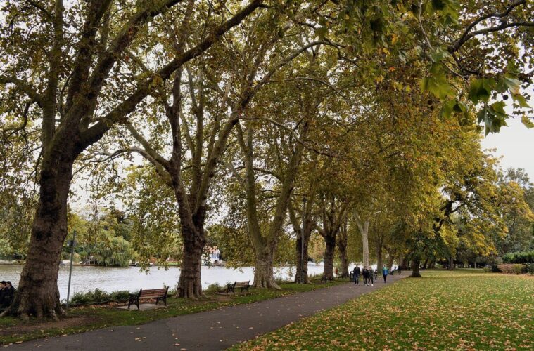 Trees and a path beside the River Thames in Canbury Gardens